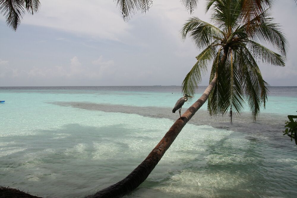 Мальдивы климат