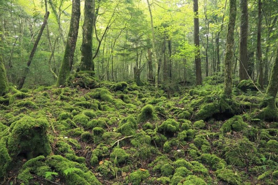 Лес аокигахара реальные фото