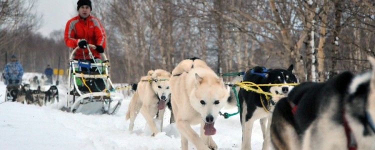 Катание на оленях и собаках